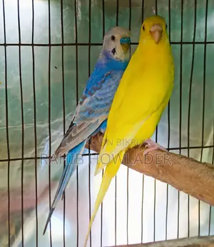 Budgerigar Bird Pair