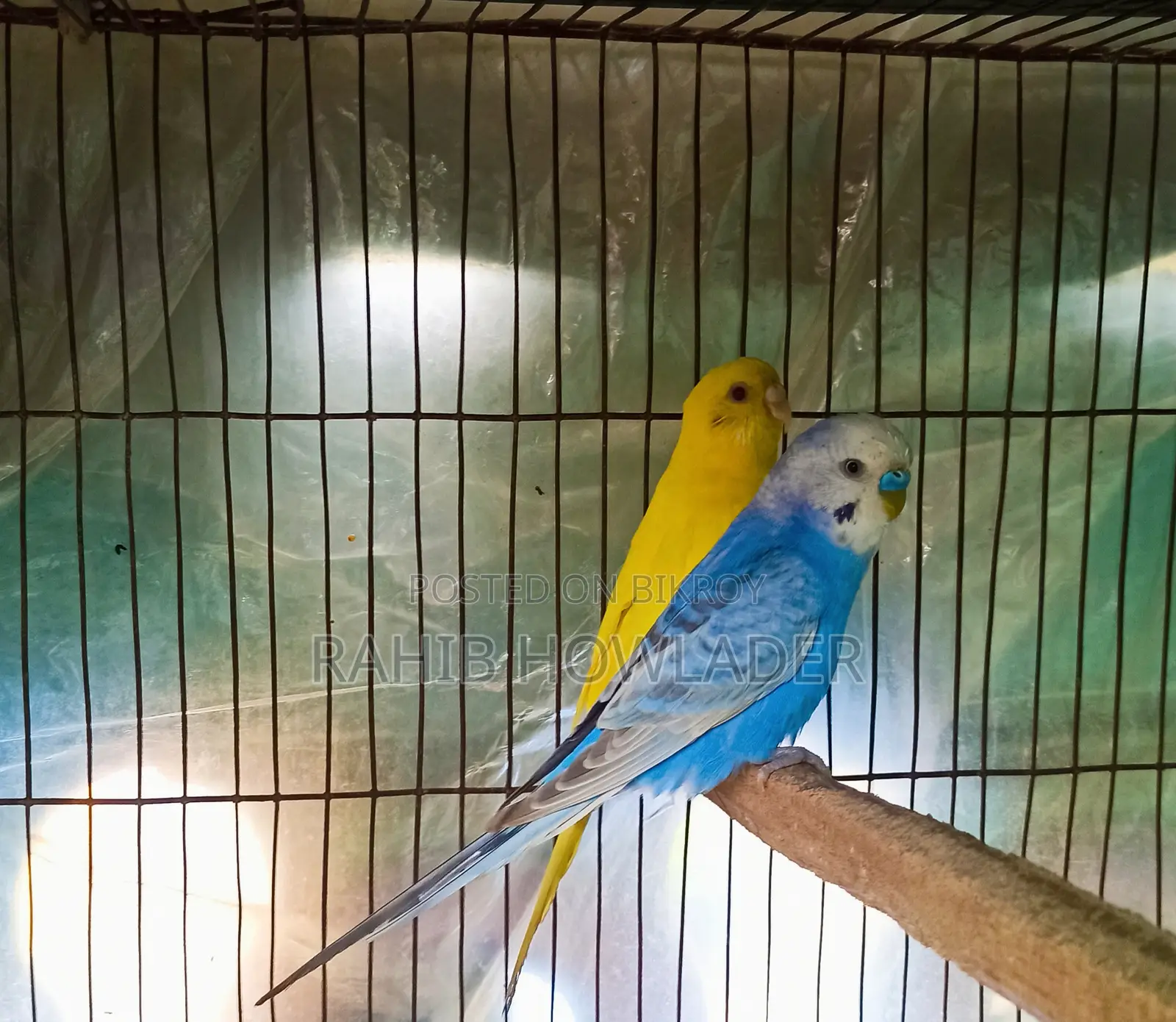 Budgerigar Bird Pair