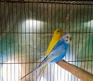 Budgerigar Bird Pair