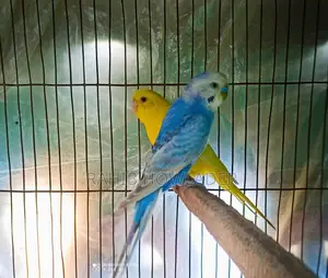 Budgerigar Bird Pair