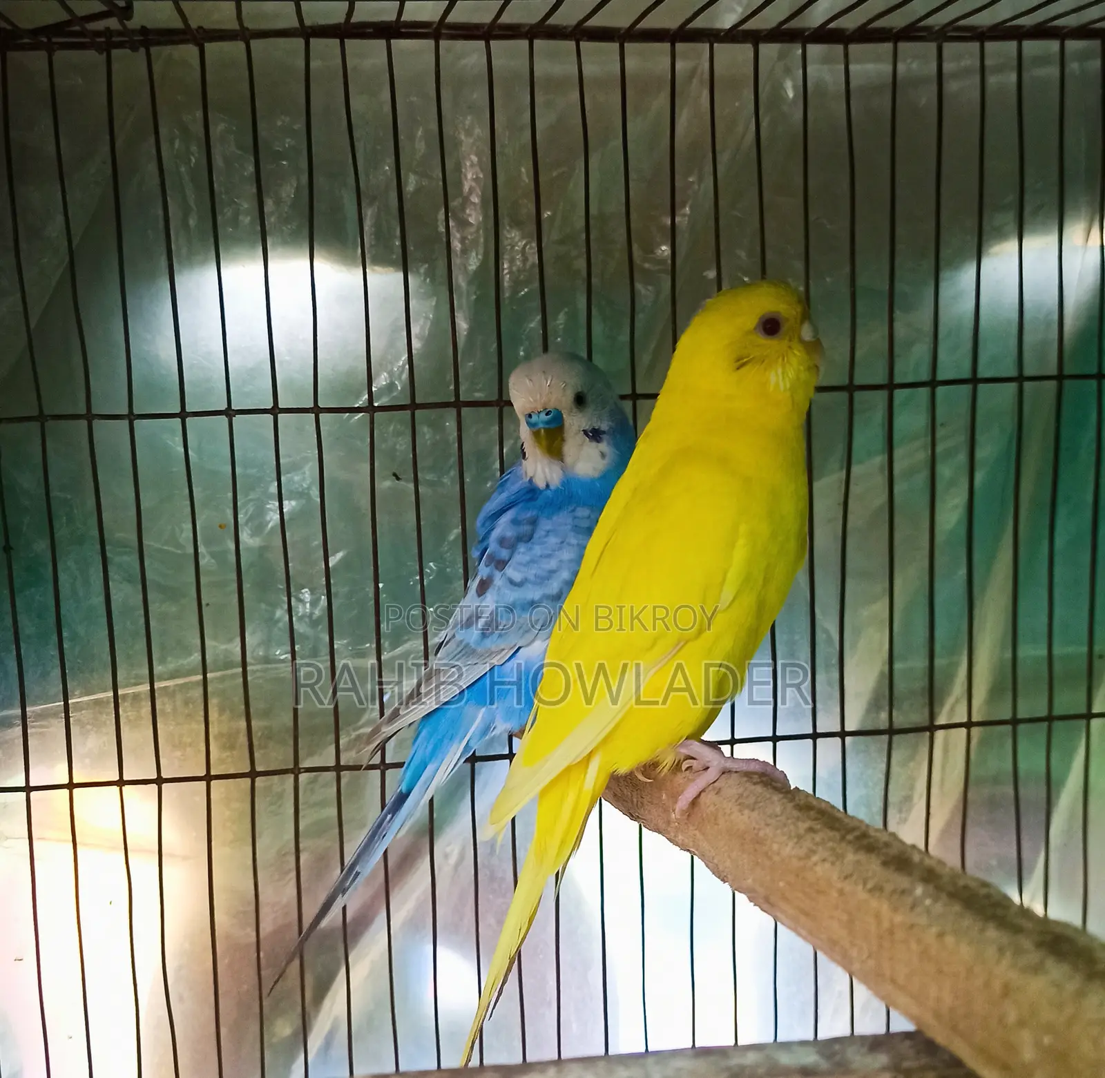 Budgerigar Bird Pair