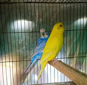 Budgerigar Bird Pair