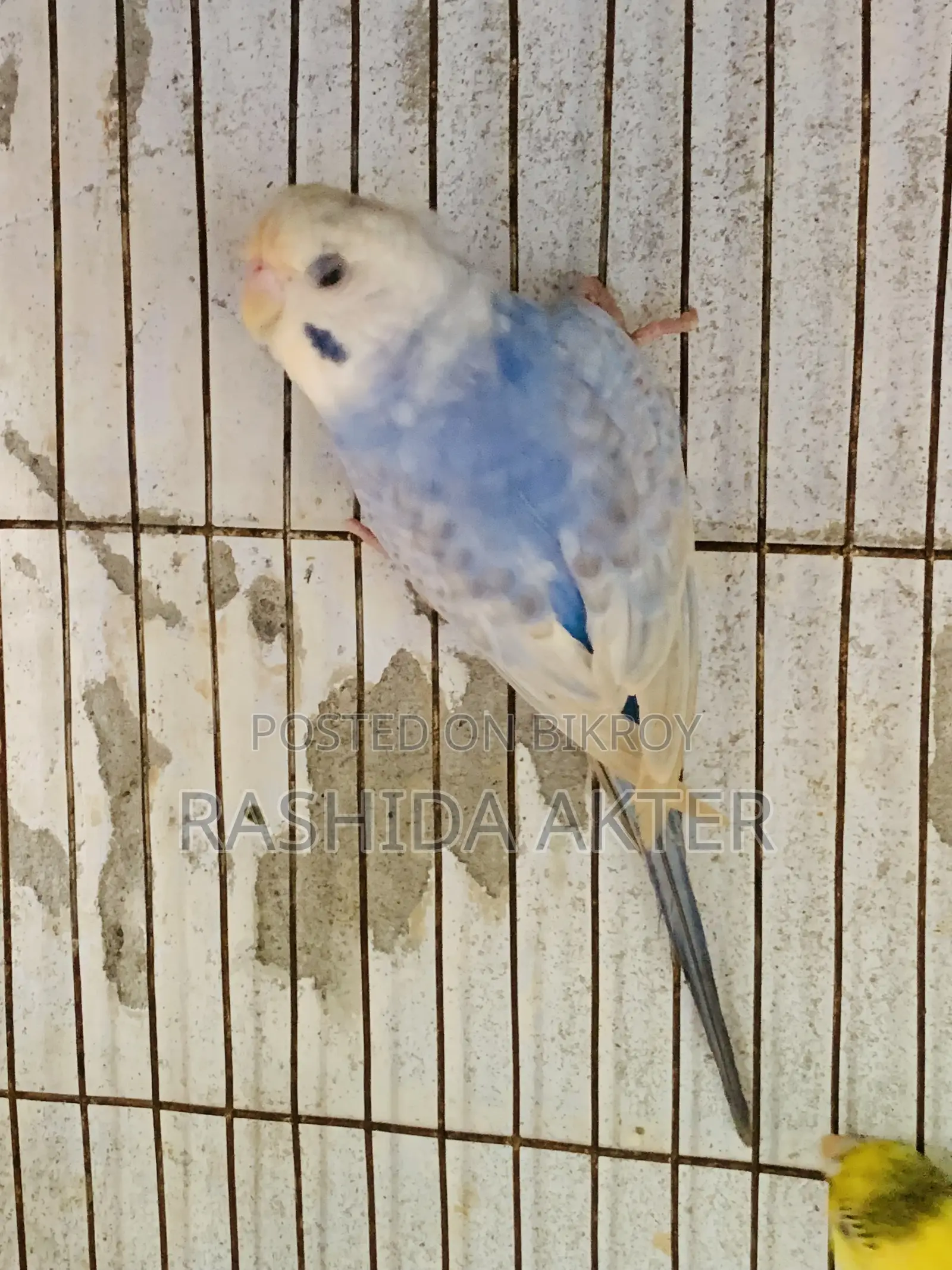 2 Adult Budgerigar Males