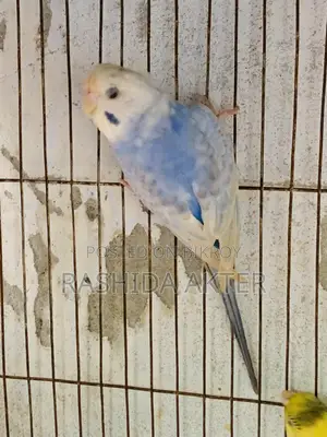 2 Adult Budgerigar Males