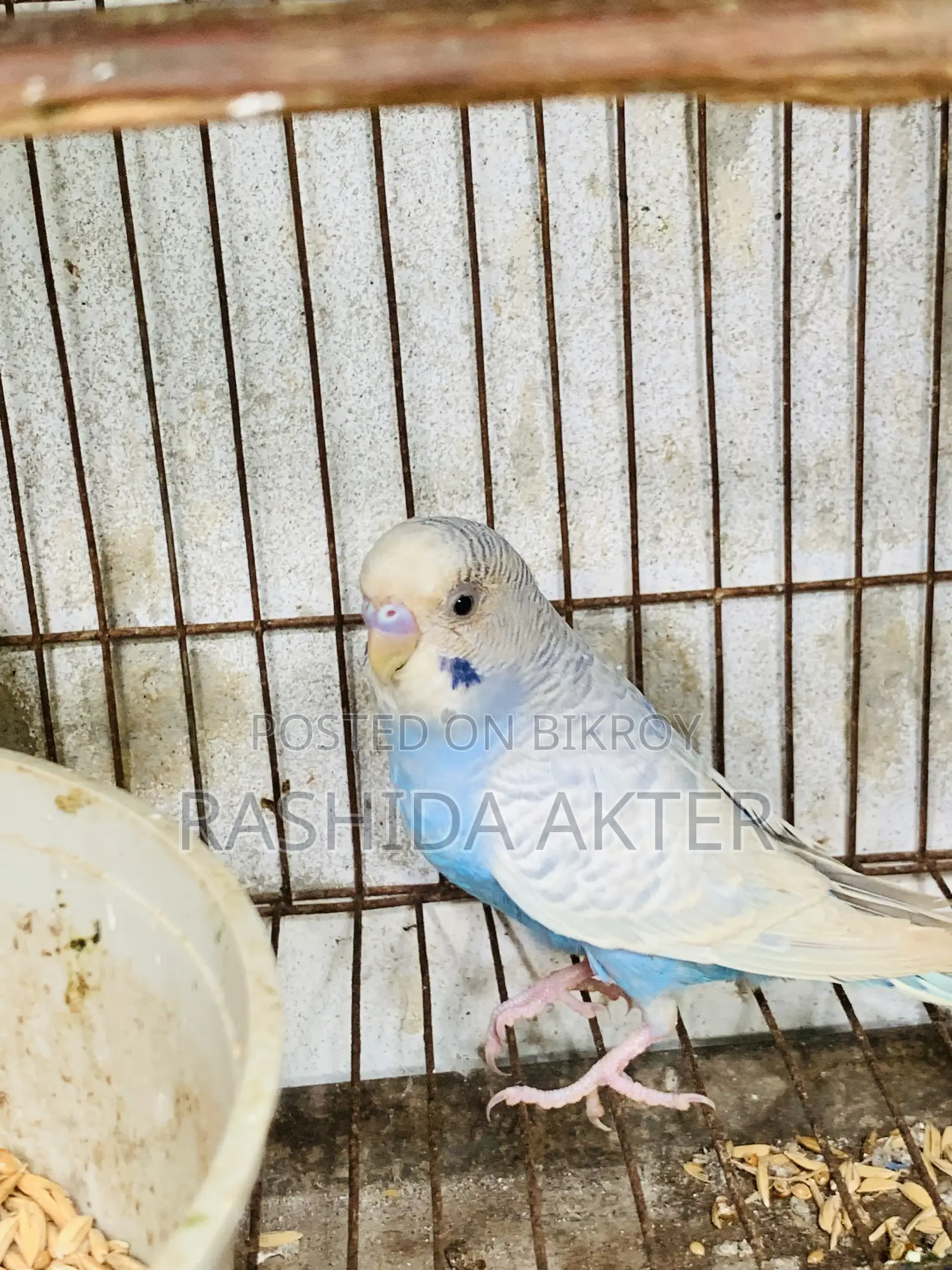 2 Adult Budgerigar Males
