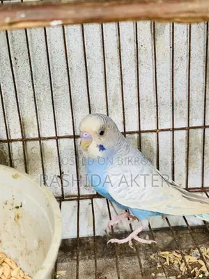 2 Adult Budgerigar Males
