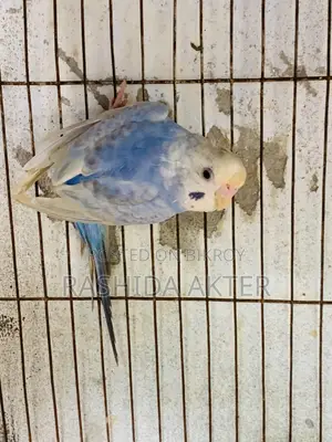 2 Adult Budgerigar Males