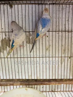 2 Adult Budgerigar Males