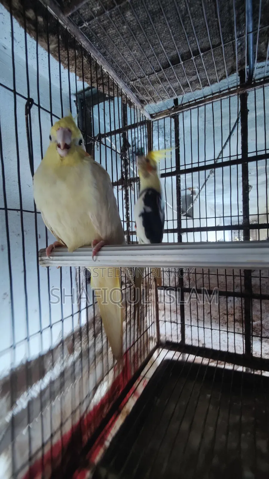 Cockatiel Bird