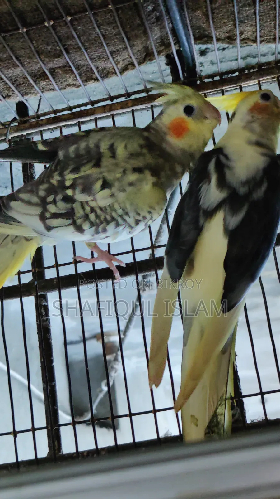 Cockatiel Bird