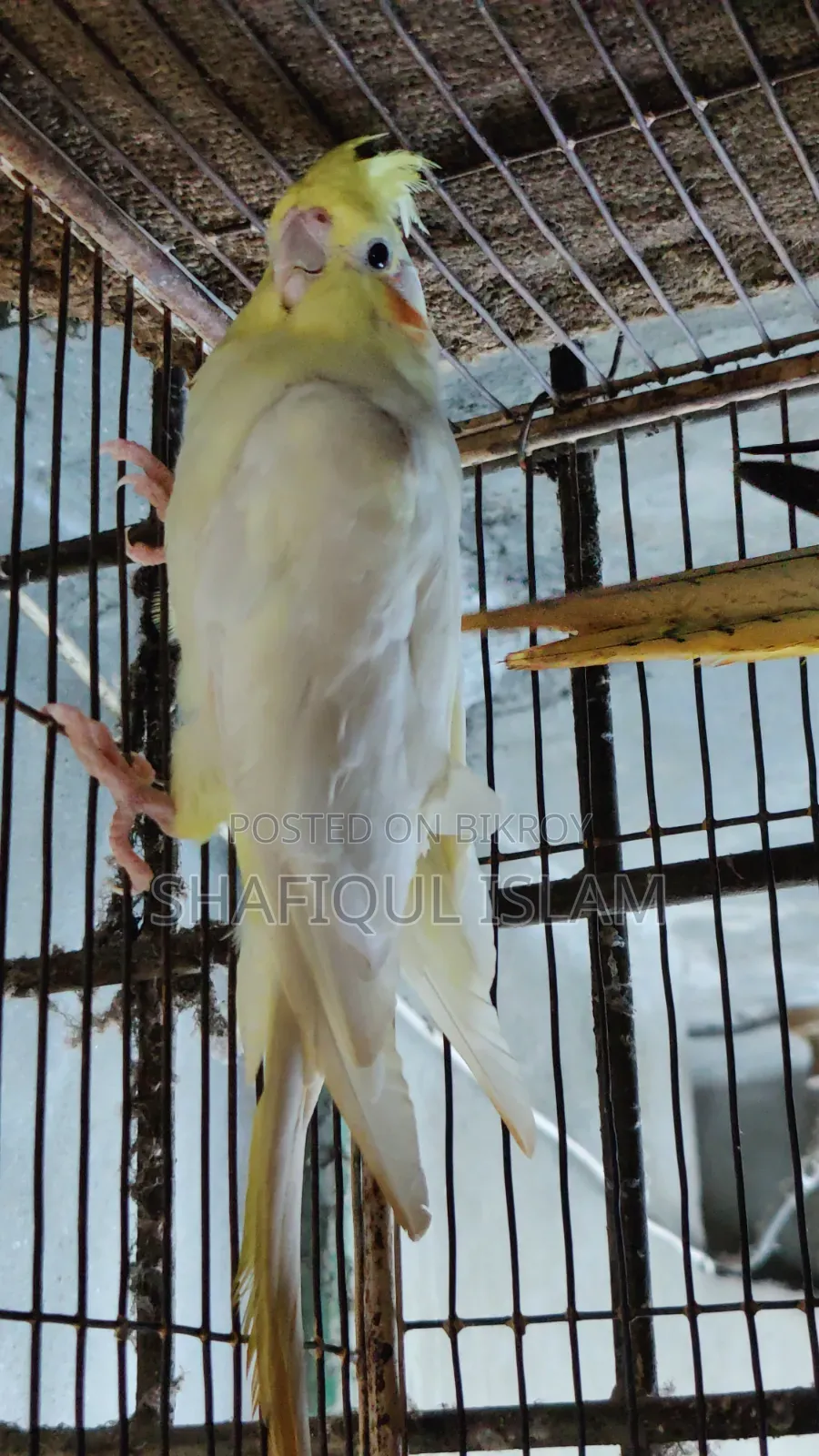 Cockatiel Bird