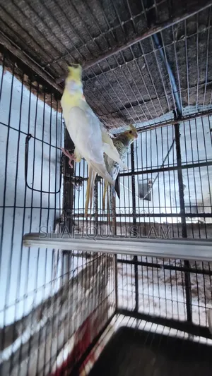Cockatiel Bird