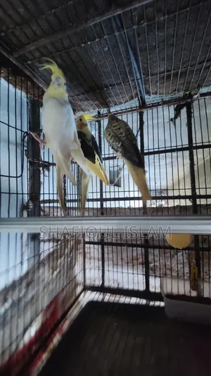 Cockatiel Bird