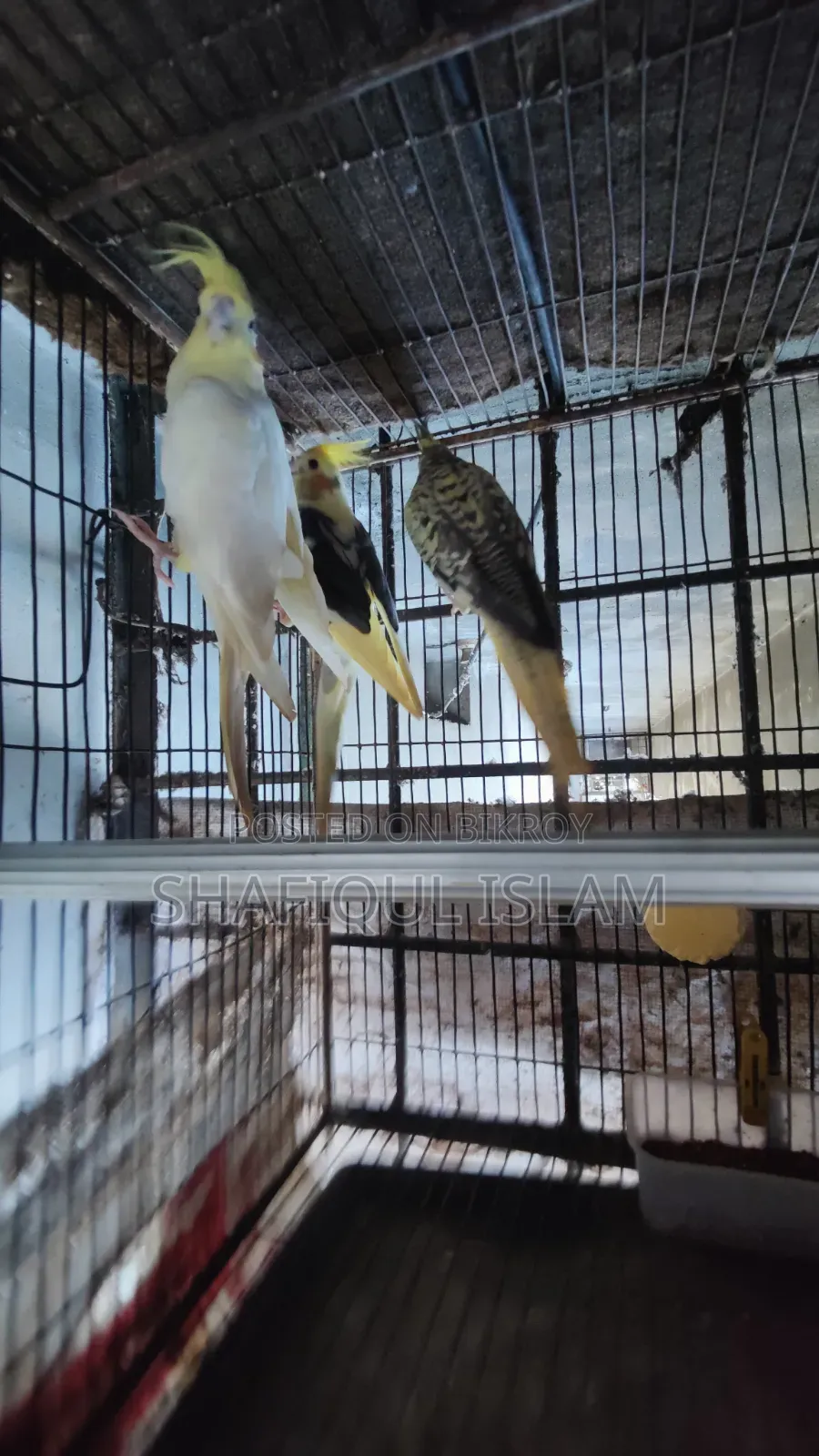 Cockatiel Bird
