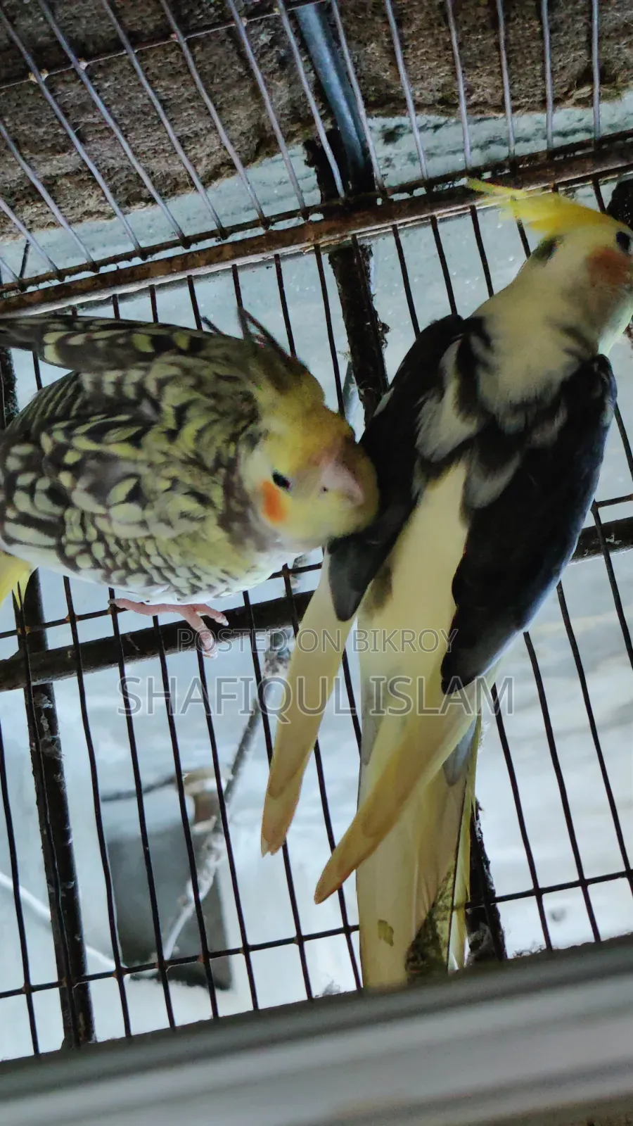 Cockatiel Bird