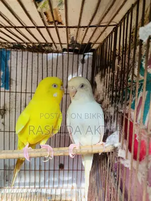 Lutino-Albino Budgerigar Master Pair