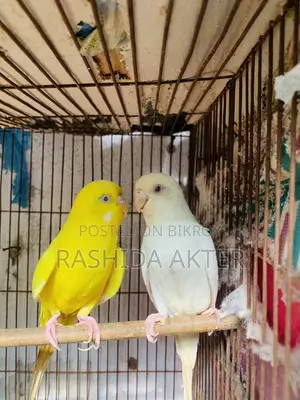 Lutino-Albino Budgerigar Master Pair