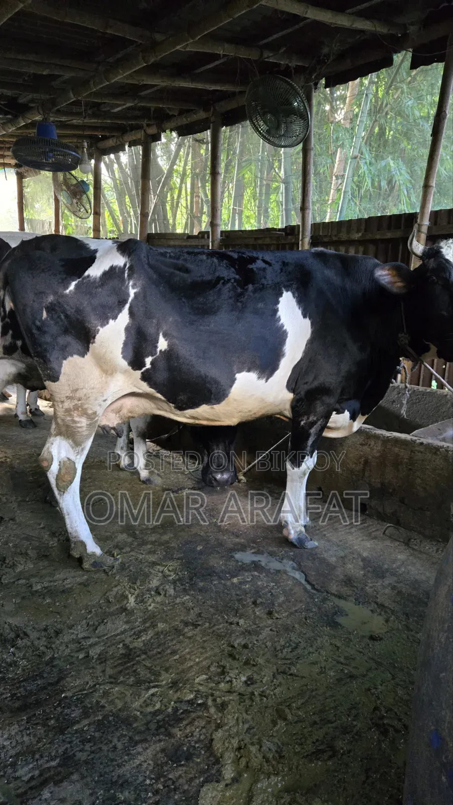 Friesian Pregnant Cow