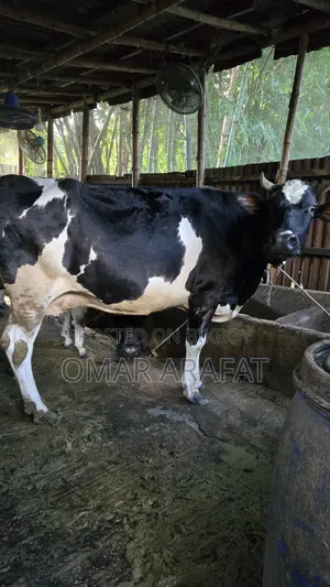 Friesian Pregnant Cow