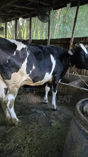 Friesian Pregnant Cow