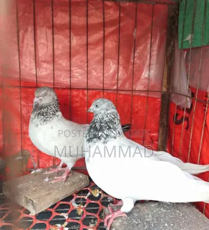 গিরিবাজ কবুতর জোড়া।