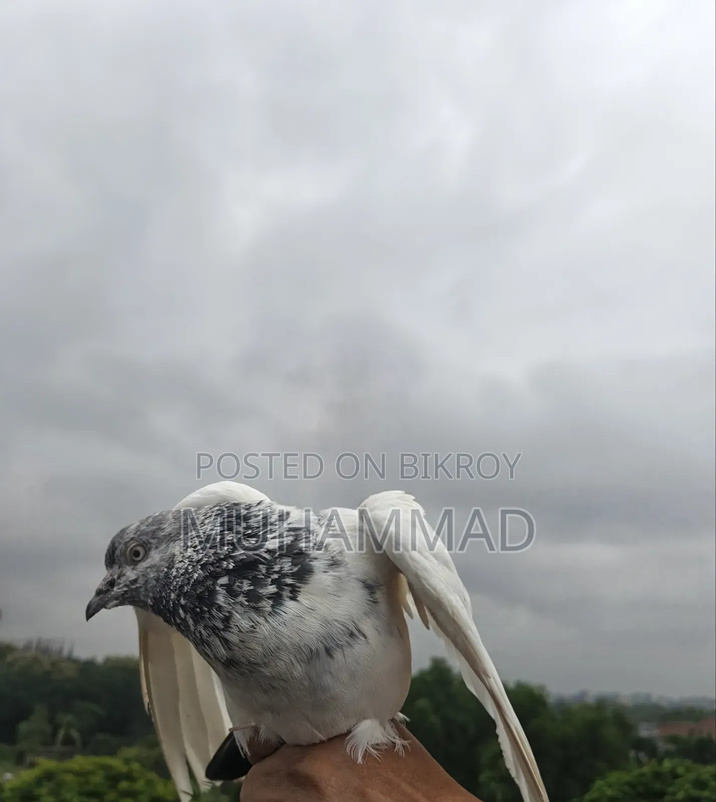 গিরিবাজ কবুতর জোড়া।