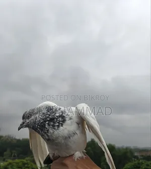 গিরিবাজ কবুতর জোড়া।