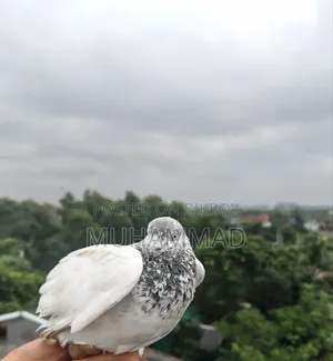 গিরিবাজ কবুতর জোড়া।