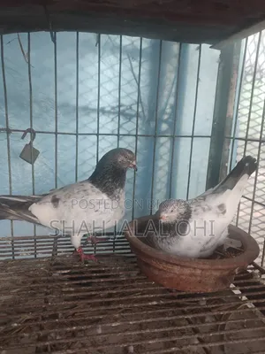 Kobotor Sale Kora Hoba
