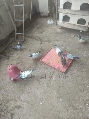 Kobotor Sale Kora Hoba