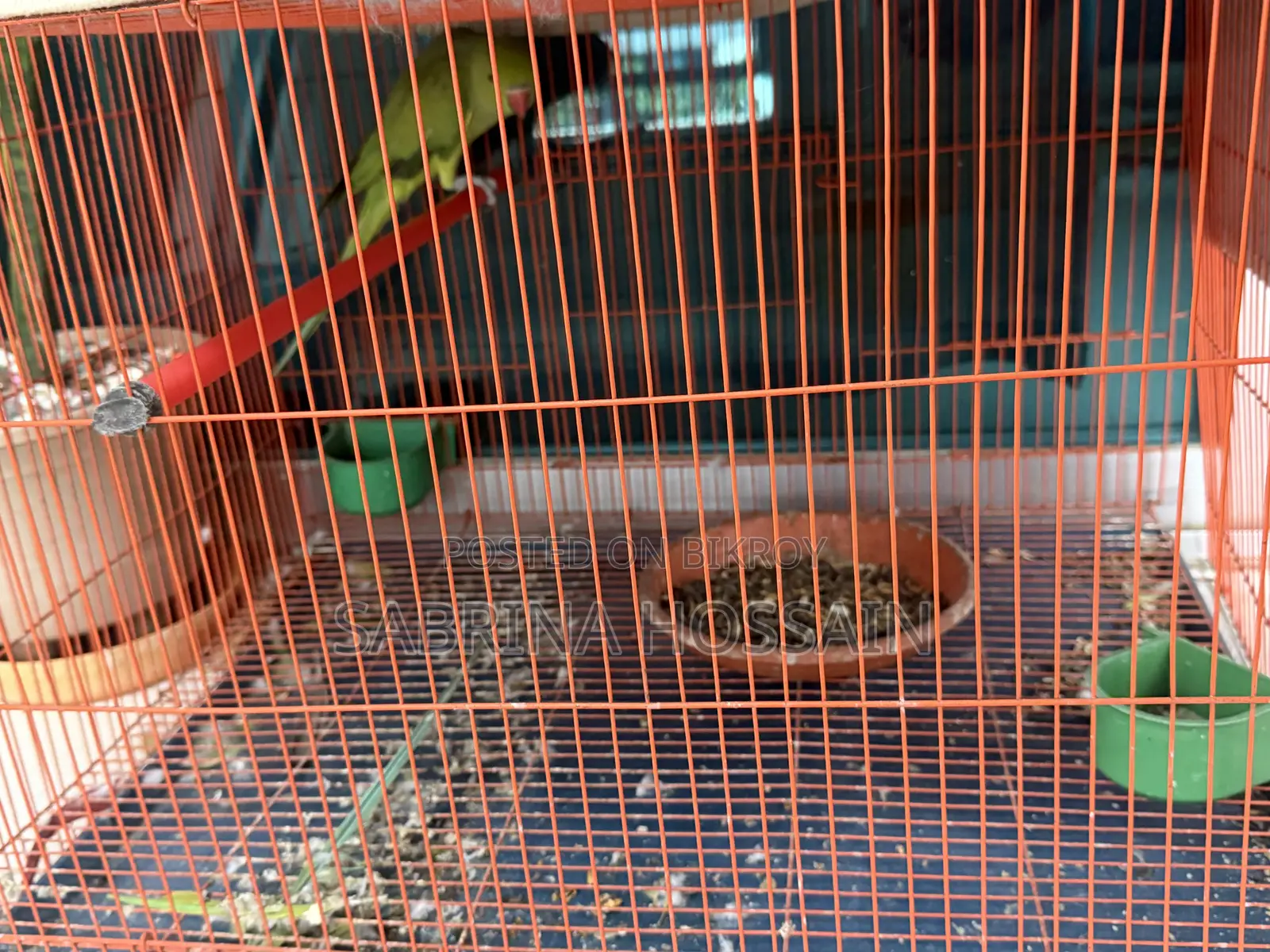 Adult Parrot