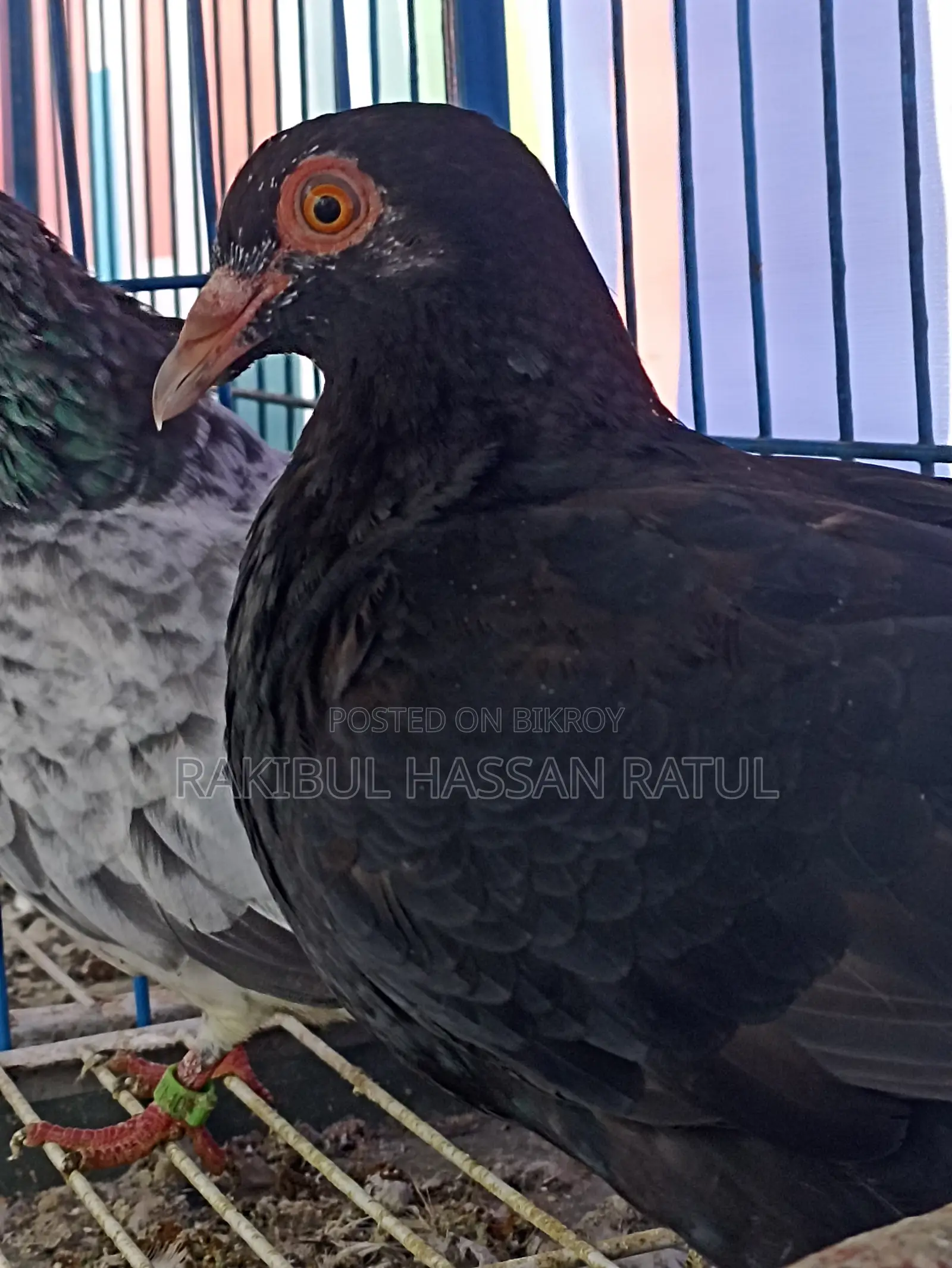 নতুন অ্যাডাল্ট ম্যাক্সি