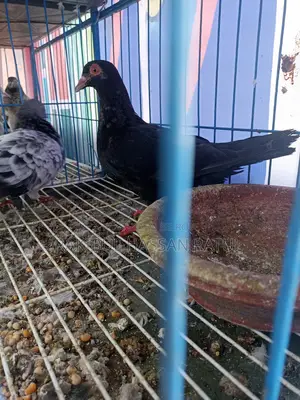 নতুন অ্যাডাল্ট ম্যাক্সি