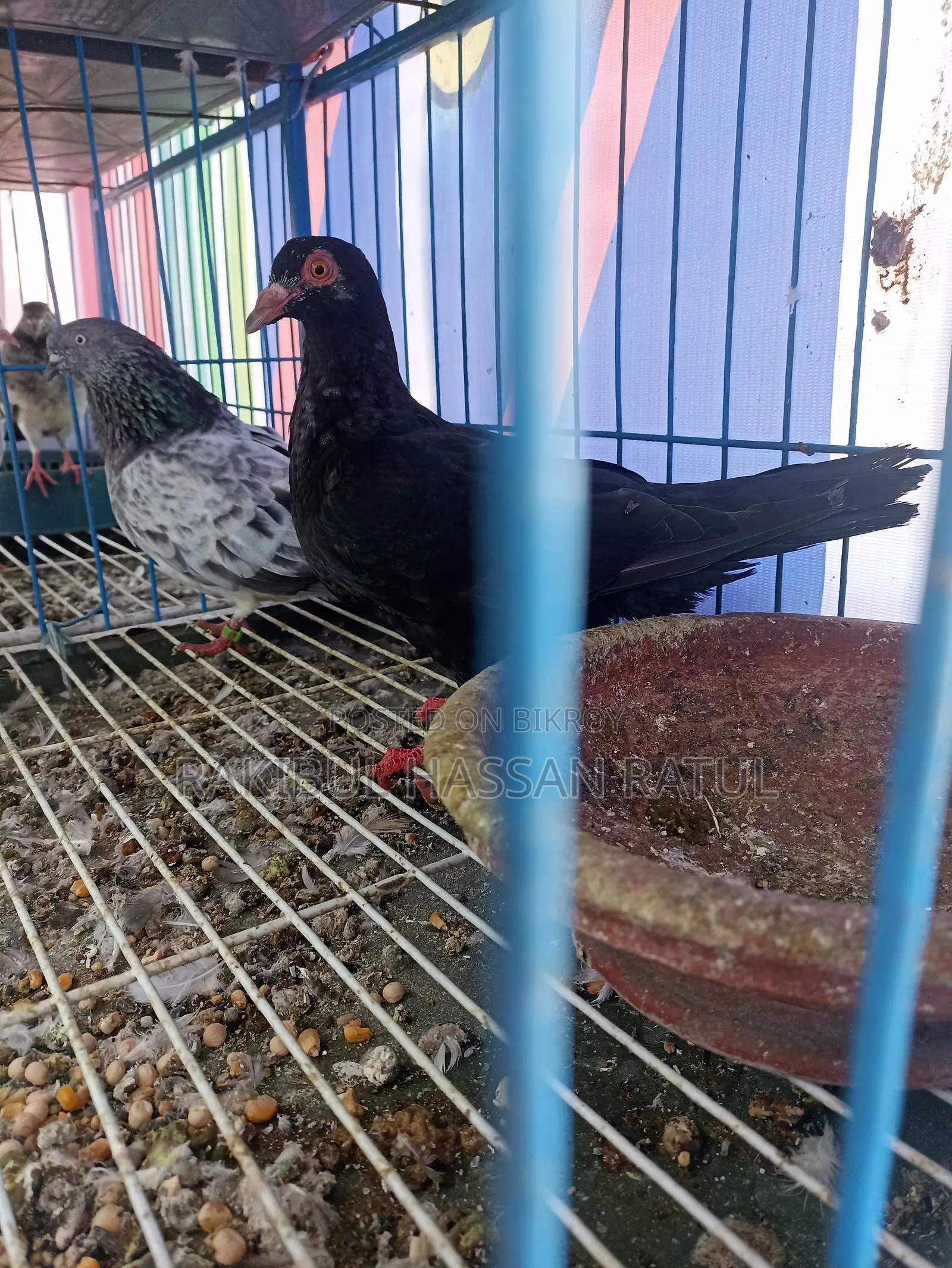 নতুন অ্যাডাল্ট ম্যাক্সি