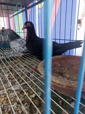 নতুন অ্যাডাল্ট ম্যাক্সি