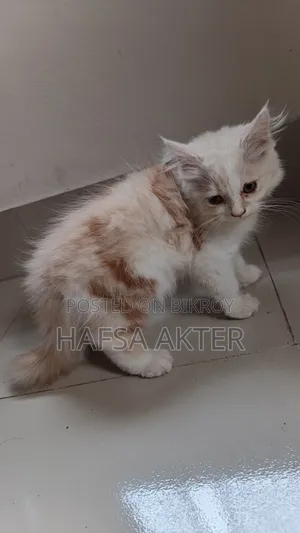 1-3 Months Male Purebred Persian