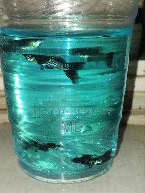 ব্লু মেটাল গাপ্পি