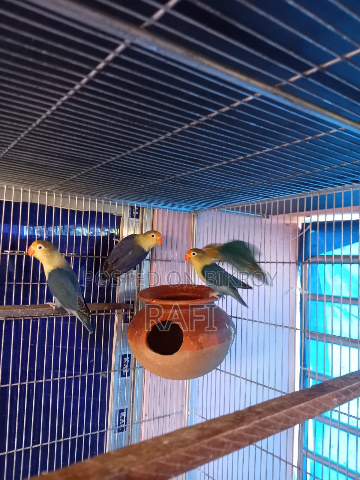 Pair Blue Love Bird Sale or Exchange With Gouldian Finch