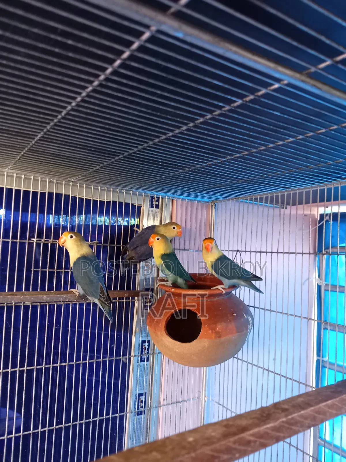 Pair Blue Love Bird Sale or Exchange With Gouldian Finch