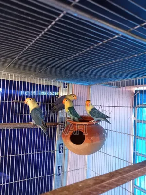 Pair Blue Love Bird Sale or Exchange With Gouldian Finch