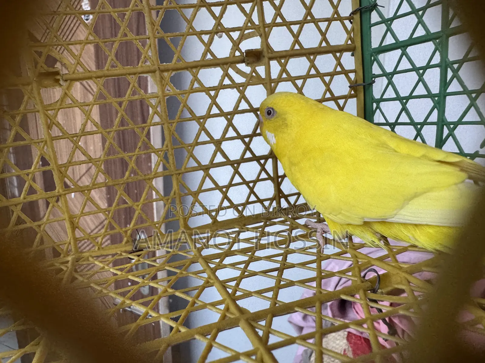 Lutino Budgerigar