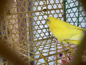 Lutino Budgerigar