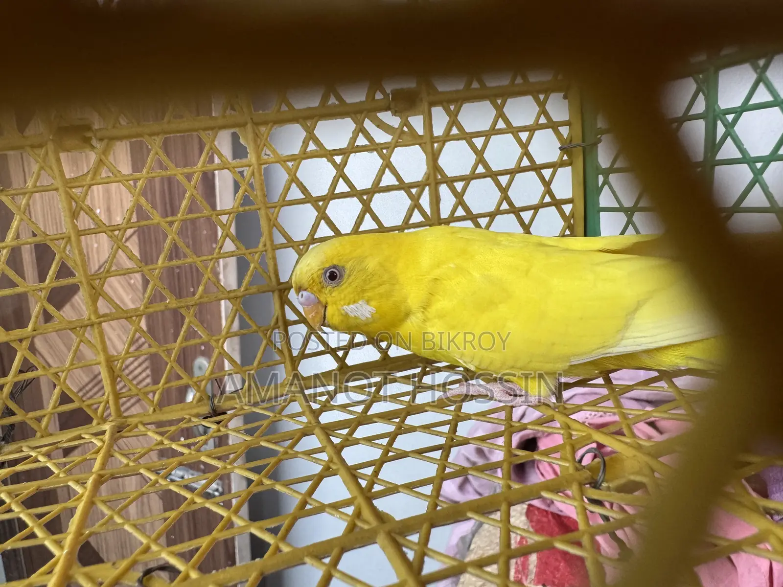 Lutino Budgerigar