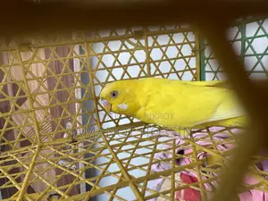 Lutino Budgerigar