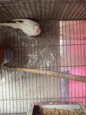 Lutino Budgerigar