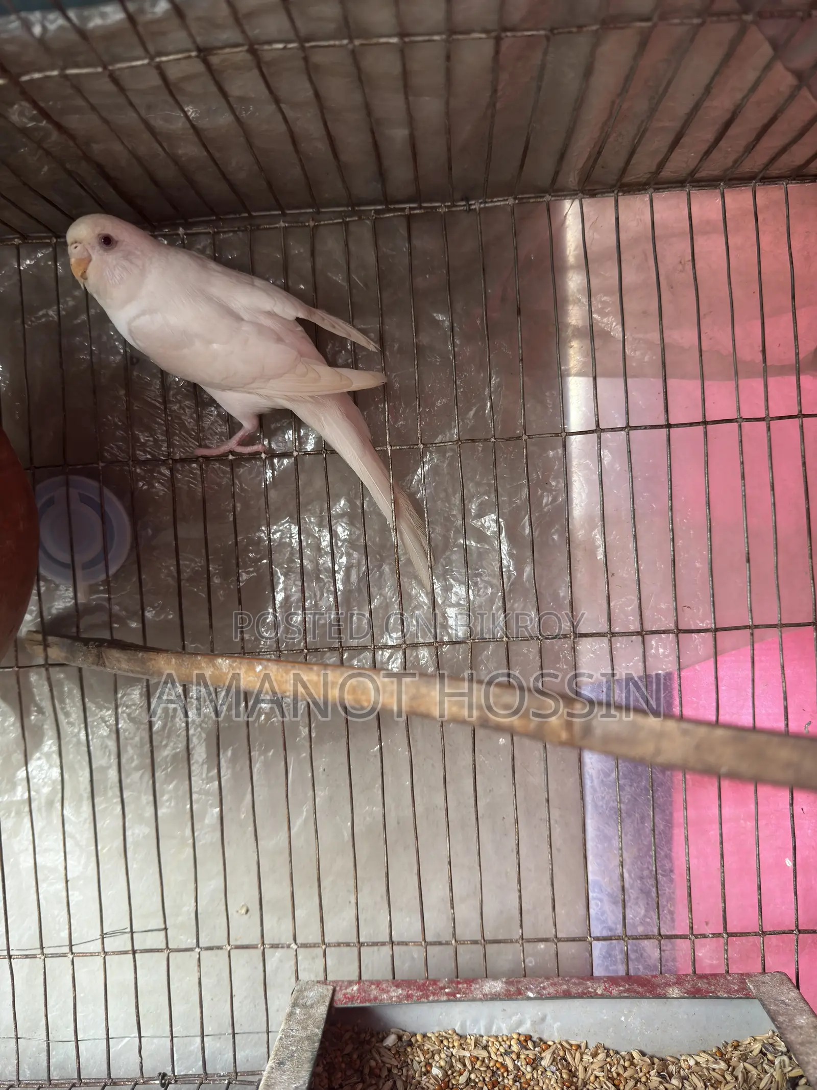 Lutino Budgerigar
