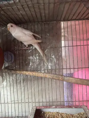Lutino Budgerigar