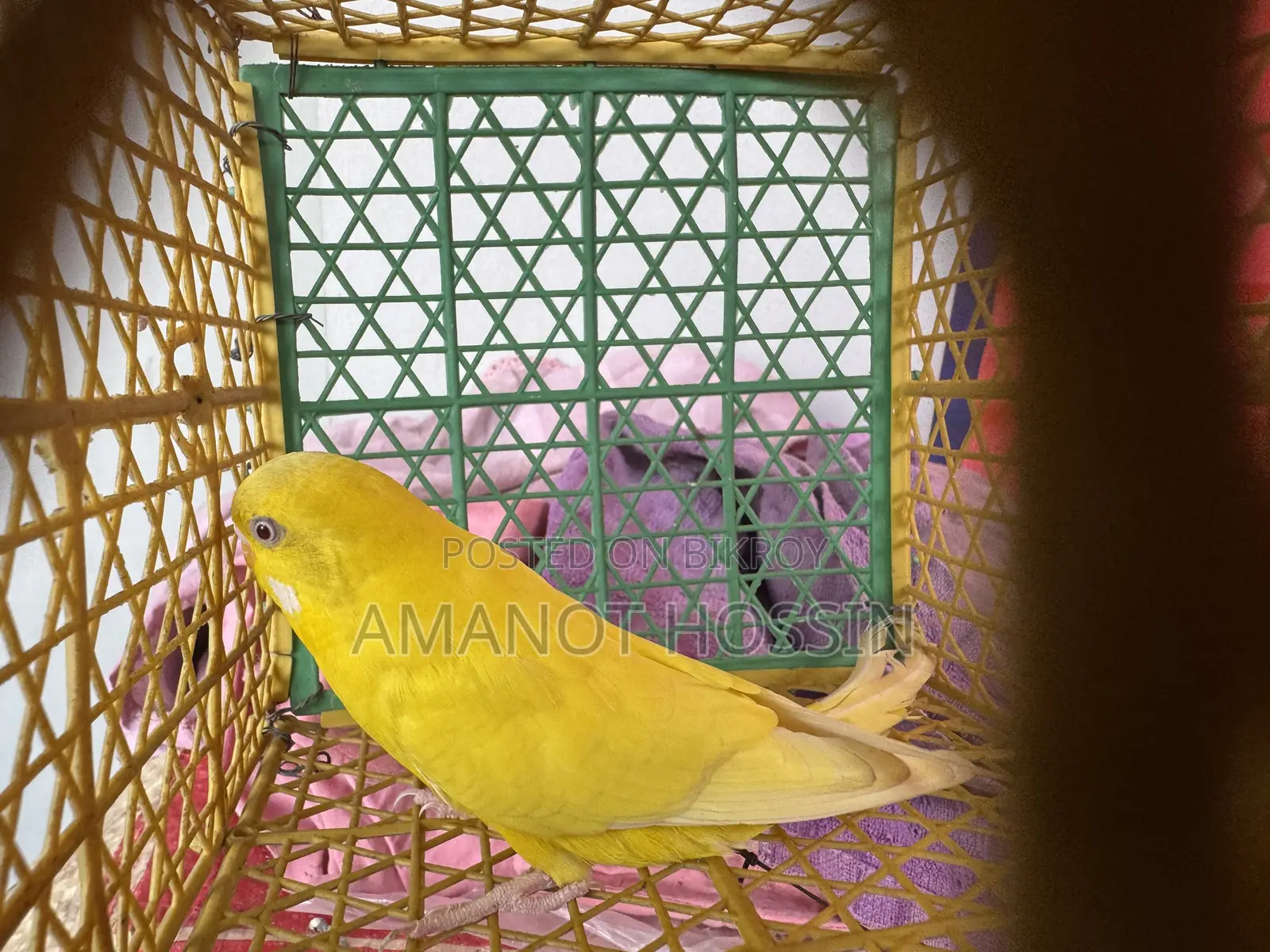 Lutino Budgerigar