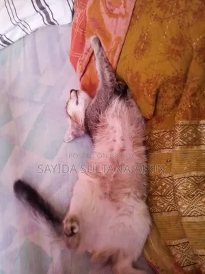 1-3 Months Male Mixed Breed Bengal