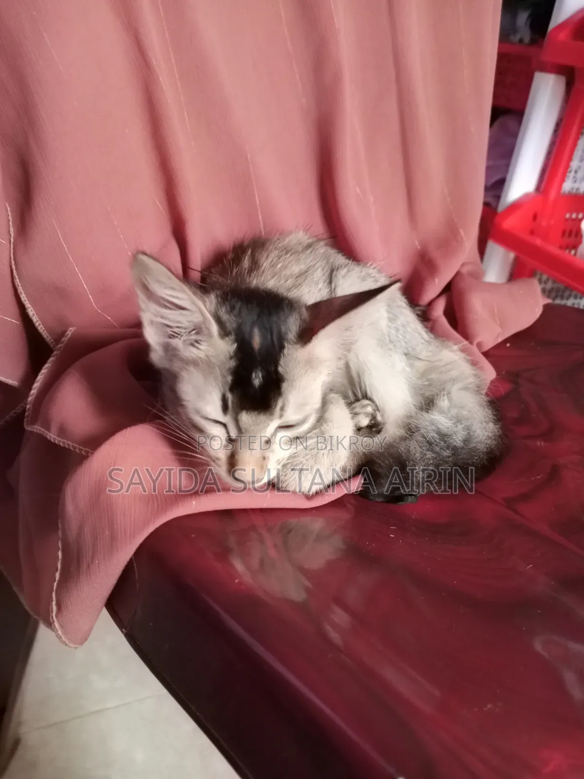 1-3 Months Male Mixed Breed Bengal